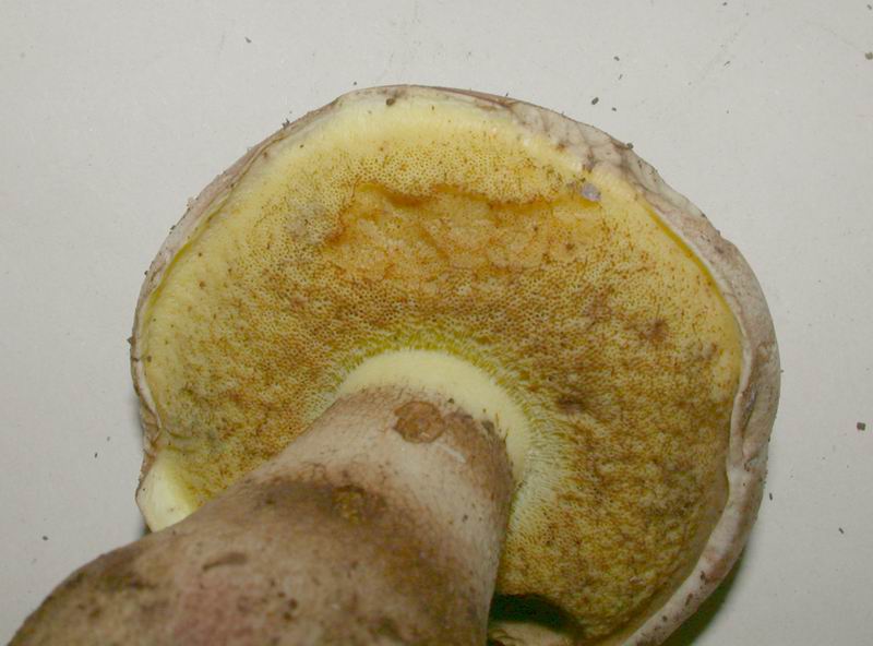 Boleto dal collare.....